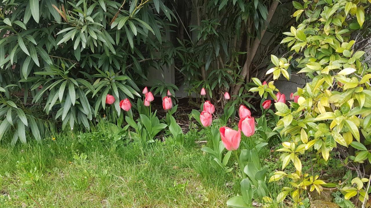 Domus Rose Rooms Bolzano Zewnętrze zdjęcie
